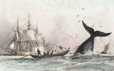 Pêche De La Baleine