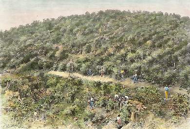 Plantation De Cafiers