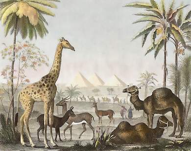 Giraffe, Camel,  Gazelle