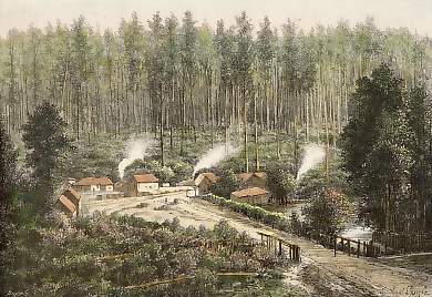 Paysage De Victoria, Forêt Près De Fernshawe, Au Nord Est De Melbourne