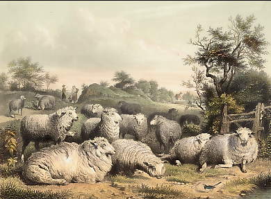 Schafe Auf Der Weide