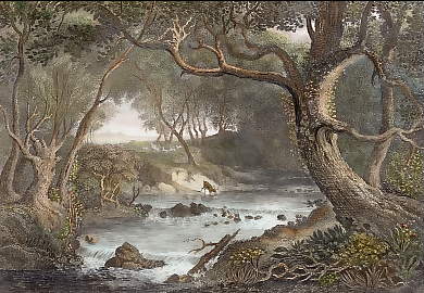 Partie Im Richmond-Park Bei London