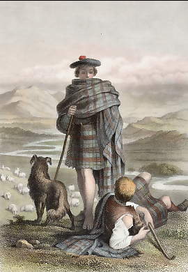 Schottische Schäfer