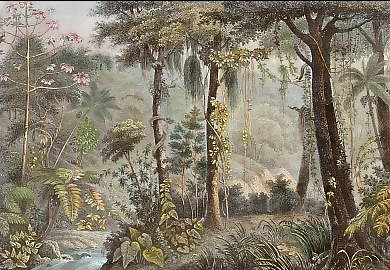 Urwald-Scenerie in Brasilien