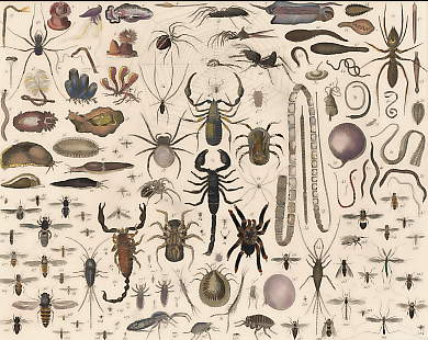 Scorpions, Spiders, Ticks, Worms