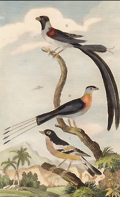 Le Pinson Des Ardennes, La Veuve à Collier D´Or, La Veuve à Quatre Brins 