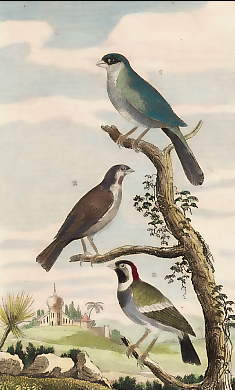 Le Sénégale Rayé, Le Petit Moineau Du Sénégal, Le Servant 