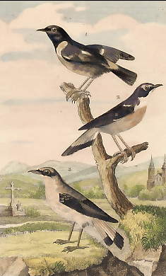 Le Traquet, Le Tarier, Le Motteux 