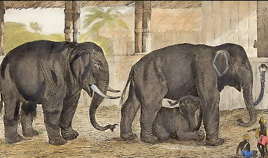 Éléphant Mâle et Femelle 