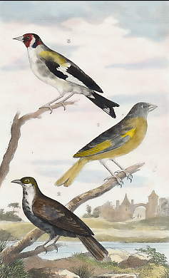 Le Verdier, Le Verderin, Le Chardonneret 