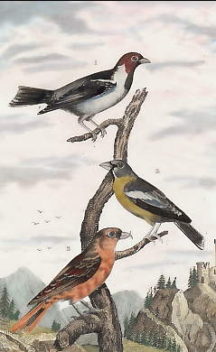 Le Paroare, Le Gros Bec, Le Bec Croisé 