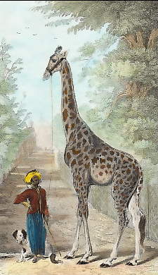 La Giraffe 