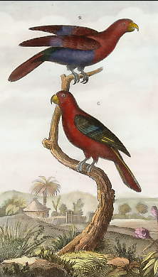 Le Lori Rouge et Violet, Le Lori Rouge 