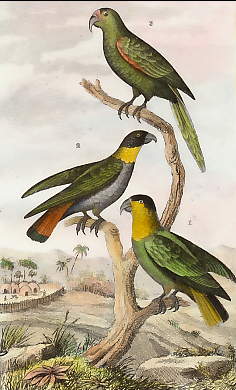 Maïpouri, Caïca, Perruche Pavoane 