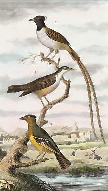 Le Savana, Le Moucherolle Huppé, Le Moucherolle Brun 