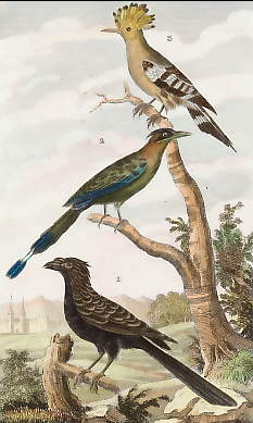 L´Ani Des Savannes, Le Houtou, La Huppe 