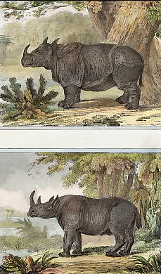 Le Rhinocéros à Une Corne, Le Rhinocéros à Deux Cornes