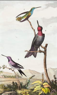 Le Petit Oiseau Mouche, Le Rubis, L´Améthiste 