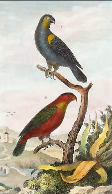 Le Lori Noir, Le Lori à Collier 