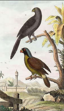 Le Vaza, Le Mascarin 