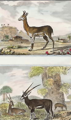 Le Nagor, La Gazelle Pasan 