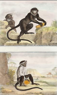 La Guenon à Nez Blanc, Le Rolowai Ou La Palatine  