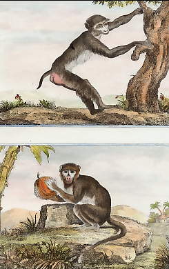 Le Macaque à Queue Courte, Le Patas 