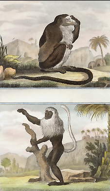 La Guenon à Museau Allongé, La Guenon à Camail 