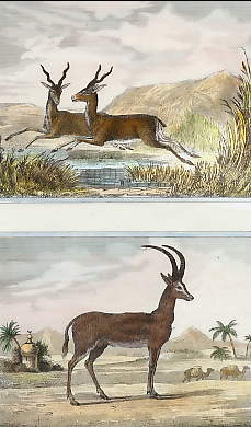 La Gazelle Antilope, La Gazelle Treiran 