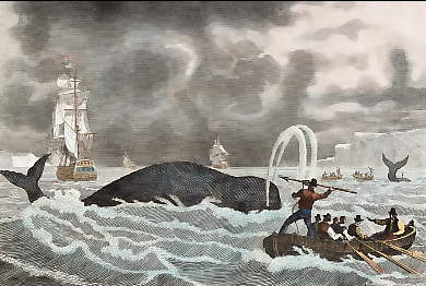 Pêche De La Baleine, Harponnement  