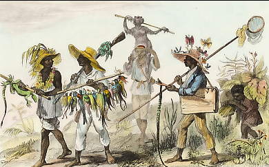 Nègres Chasseurs Rentrant En Ville