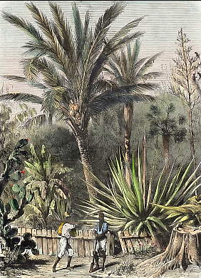 Une Plantation à Cuba 