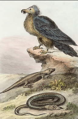 Vautour Barbu, Le Tiligugu, Le Seps 