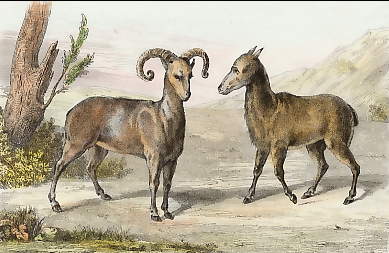 Mouflon et Mouflone 