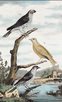 Le Serin De Provence, Le Serin, Le Tarin 