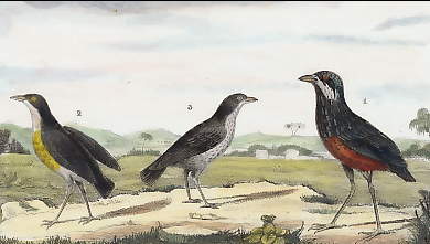 Le Roi Des Fourmilliers, Le Grand Beffroi, Le Petit Beffroi 