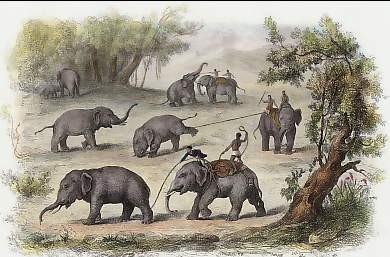 Chasse Aux Éléphants