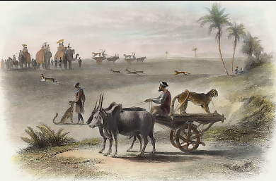 Chasse Au Léopard