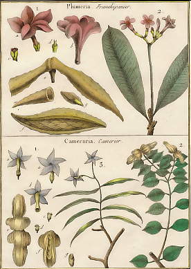 Plumeria (Franchipanier), Cameraria (Camerier)