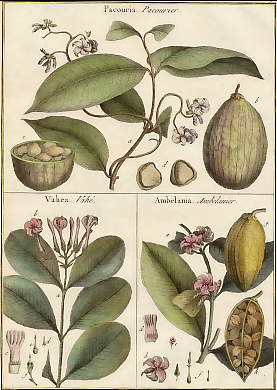 Pacouria (Pacourier), Vahea (Vahé), Ambelania (Ambelanier)