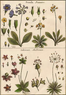 Primula (Primevère), Androsace (Androsace)