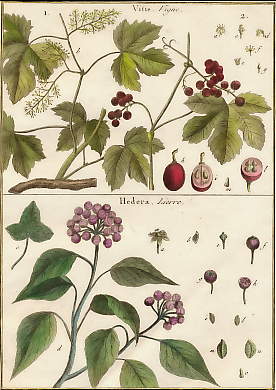 Vitis (Vigne), Hedera (Lierre)