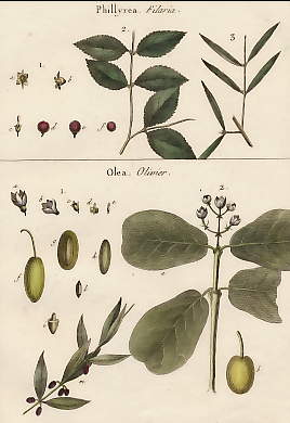 Phillyrea (Filaria), Olea (Olivier)