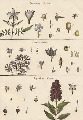 Jasminum (Jasmin), Lilac (Lilas), Ligustrum  (Troêne)