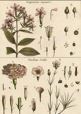 Saponaria (Saponaire), Diathus (Oeillet)