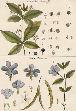 Ranvolfia (Raivolfe), Vinca (Pervenche)