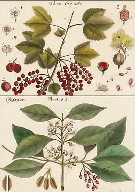 Ribes (Groseiller), Plectronia 