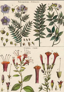 Polemonium (Polemoine), Cantua (Cantu)