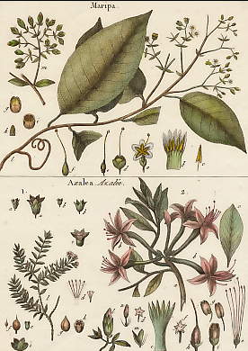 Maripa, Azalea (Azalée)