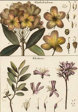Rhododendrum, Rhodora 